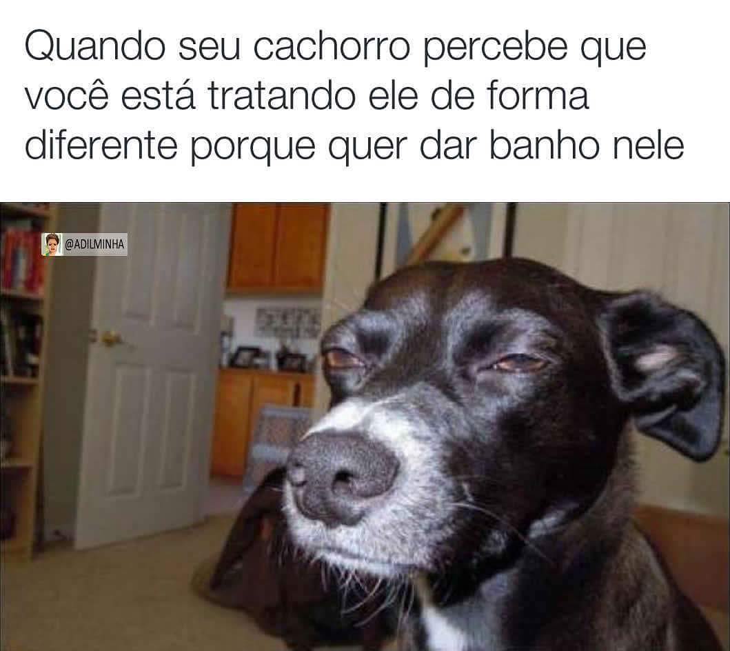 Quando Seu Cachorro Percebe Que Você Está Tratando Ele De Forma ...