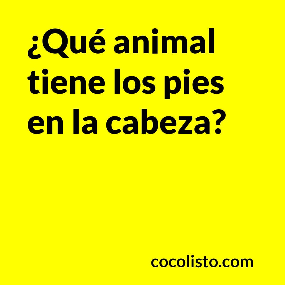 ¿Qué animal tiene los pies en la cabeza?