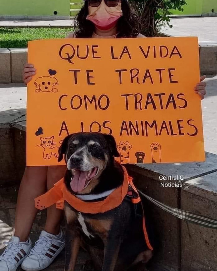 Lista 105+ Foto que la vida te trate como tratas a los animales El último