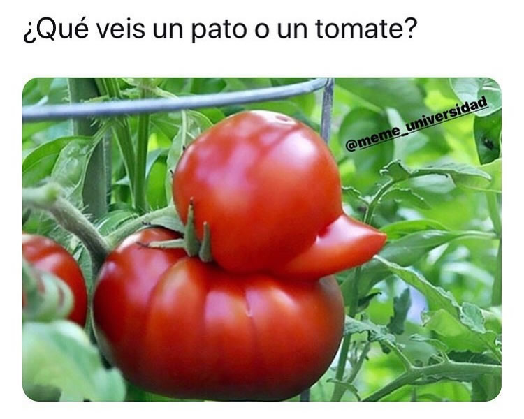 ¿Qué veis un pato o un tomate?