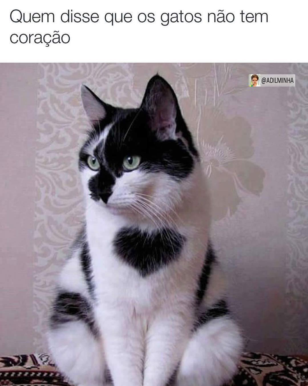 Quem disse que os gatos não tem coração.