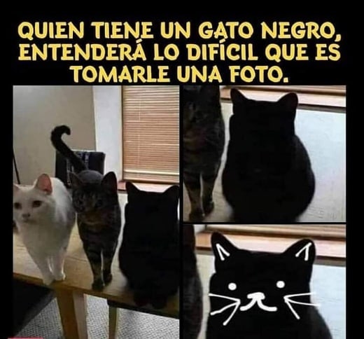 Quien tiene un gato negro, entenderá lo difícil que es tomarle una foto.