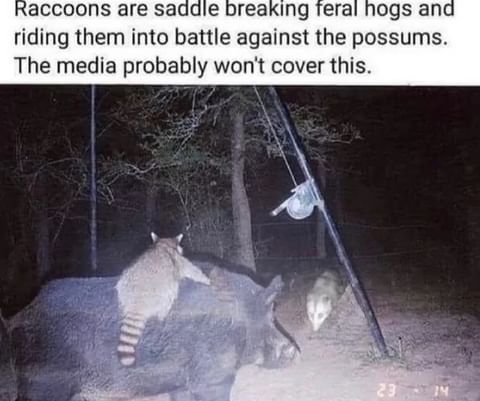 Raccoons are saddle breaking feral hogs and riding them into battle against the possums. The media probably won't cover this.