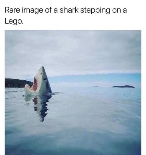 Rare image of a shark stepping on a Lego.