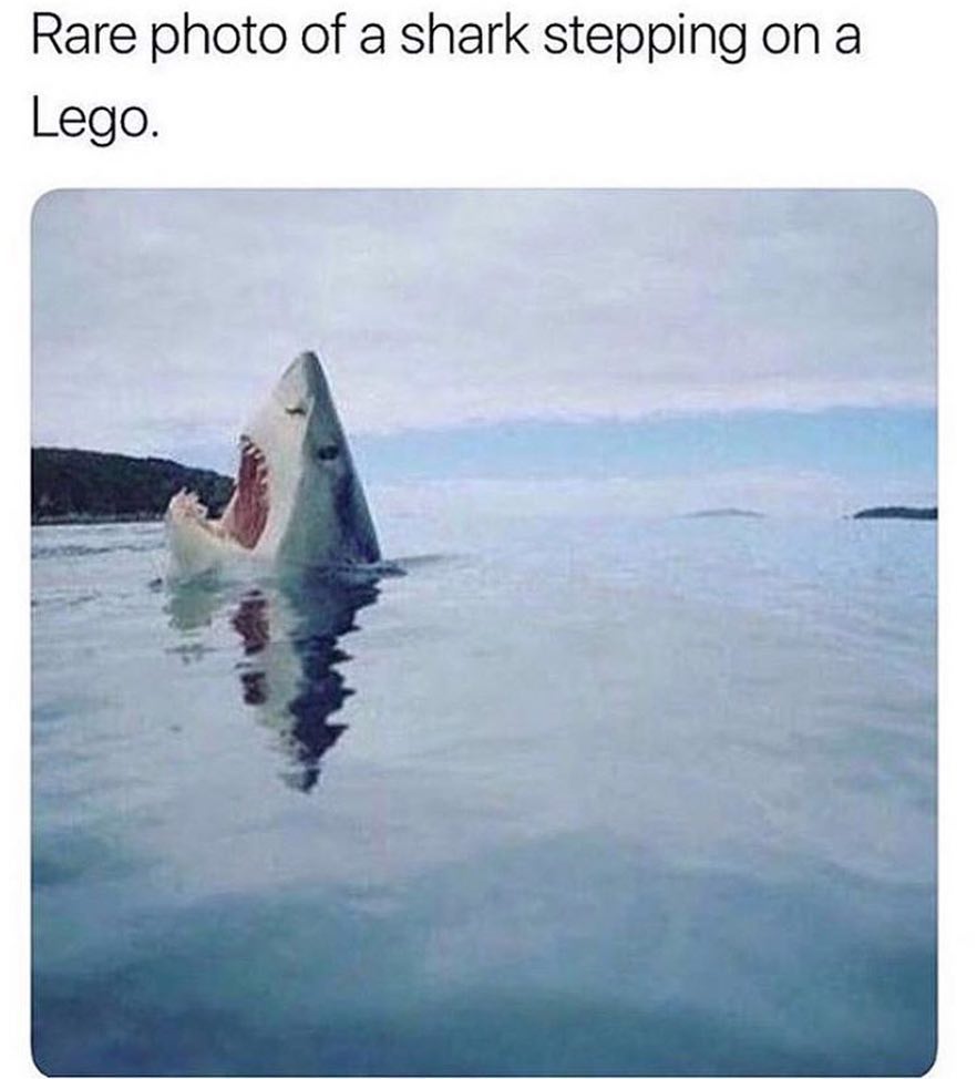 Rare photo of a shark stepping on a Lego.