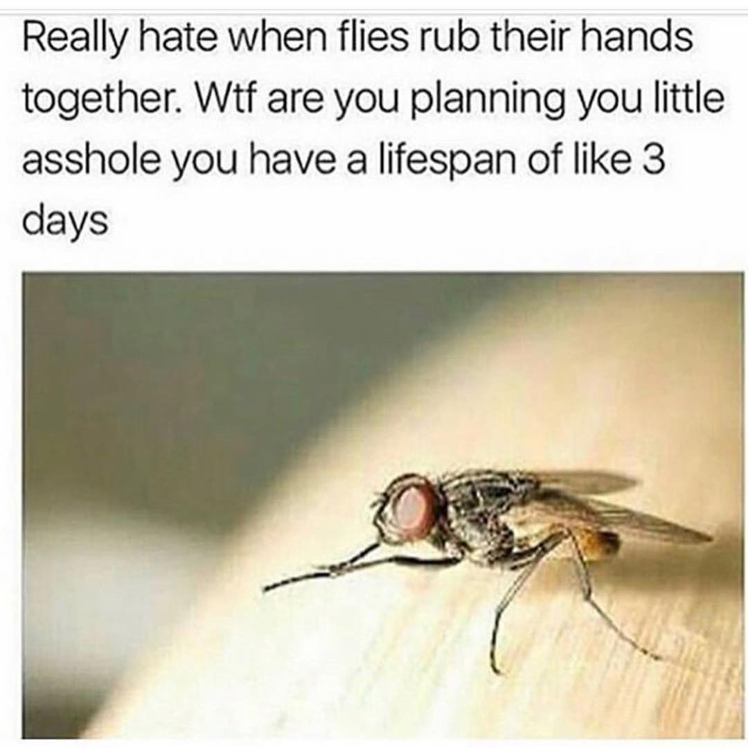 Really hate when flies rub their hands together. Wtf are you planning you little asshole you have a lifespan of like 3 days.