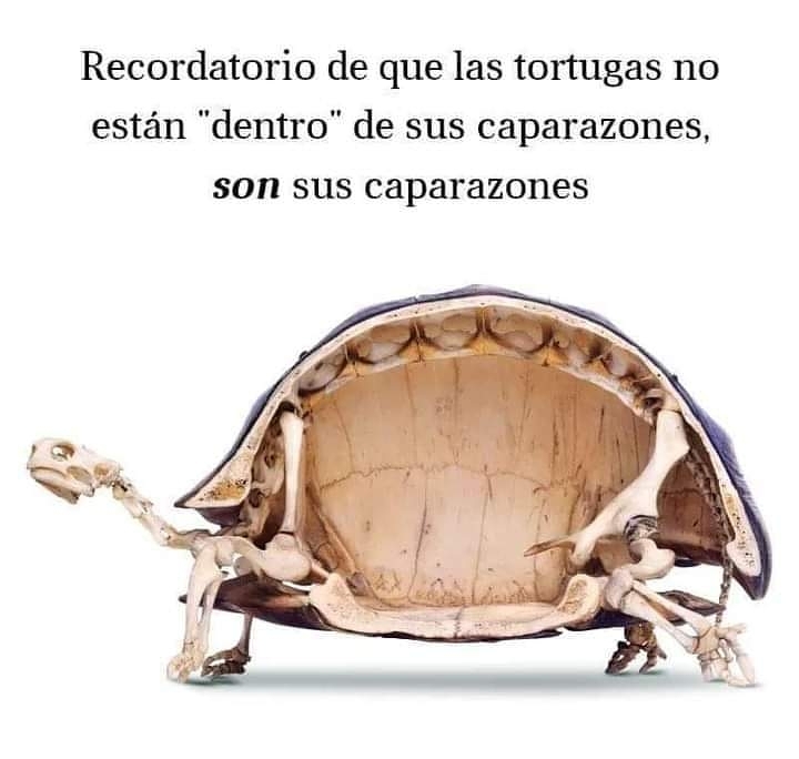 Recordatorio de que las tortugas no están "dentro" de sus caparazones, son sus caparazones.