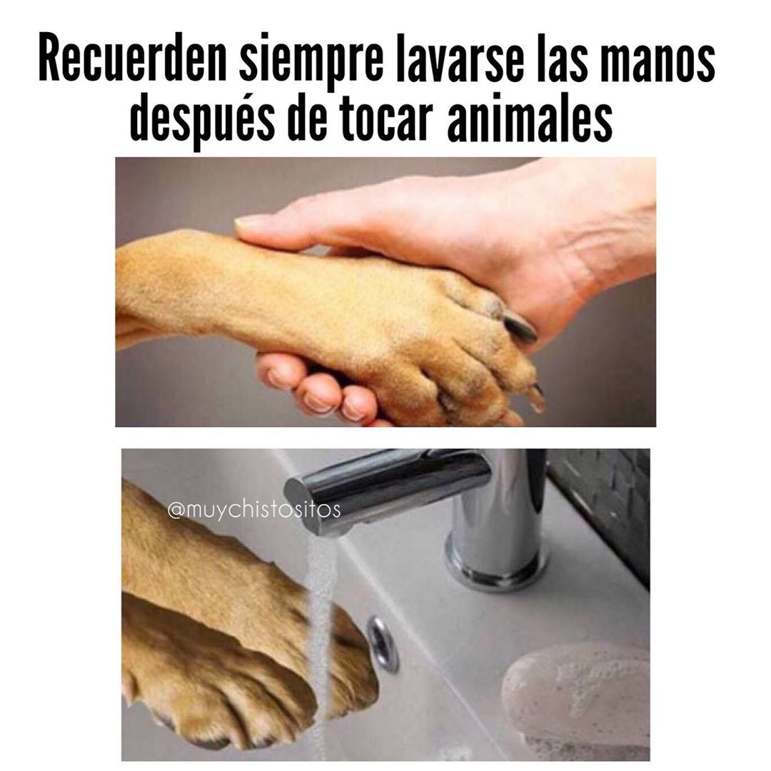 Recuerden siempre lavarse las manos después de tocar animales.