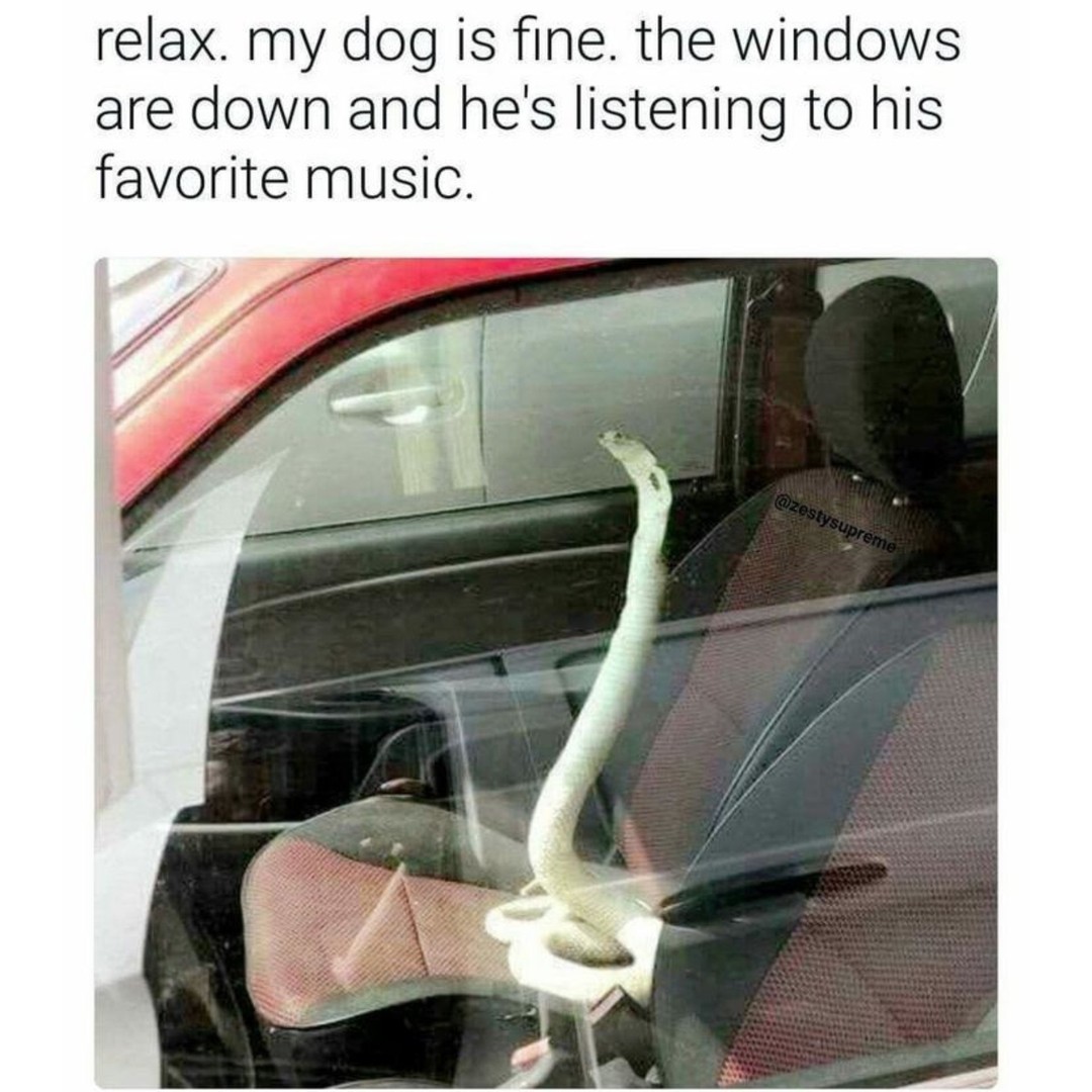 Relax. My dog is fine. The windows are down and he's listening to his favorite music.