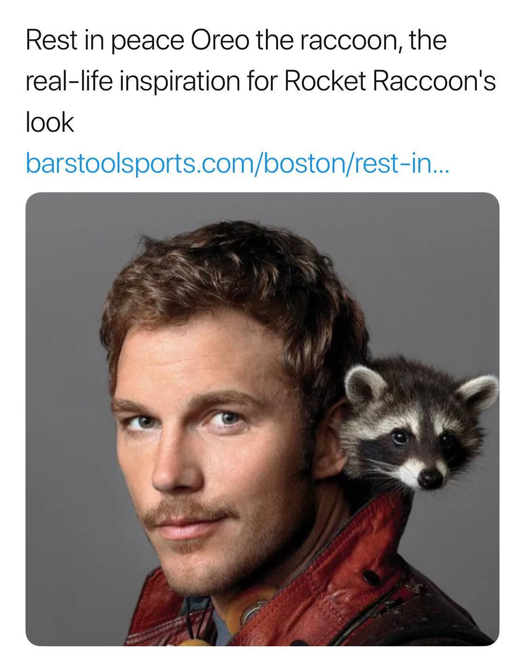 Rest in peace Oreo the raccoon, the real-life inspiration for Rocket Raccoon's look.
