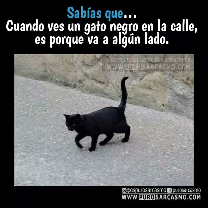 Sabías que... Cuando ves un gato negro en la calle, es porque va a algún lado.