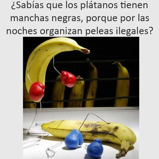 ¿Sabías que los plátanos tienen manchas negras, porque por las noches organizan peleas ilegales?