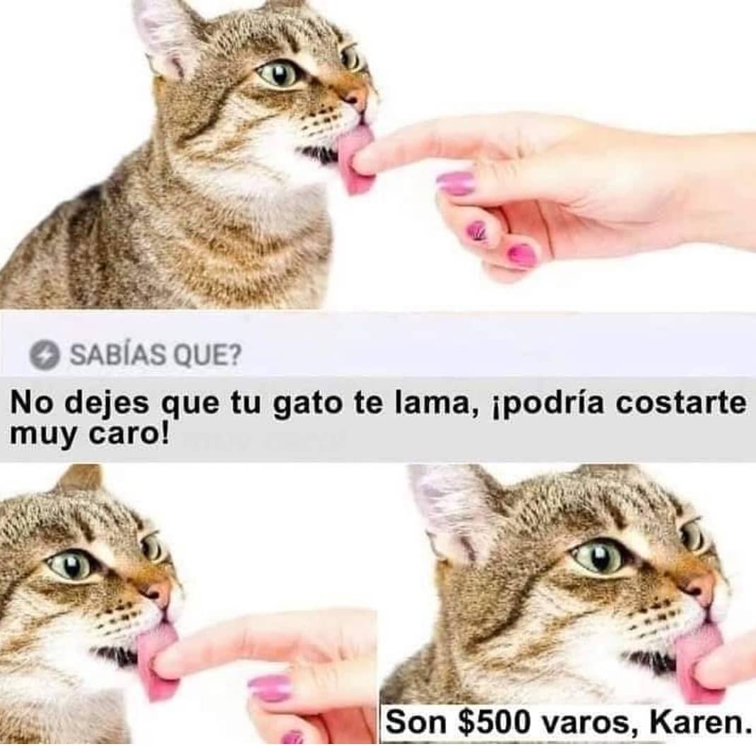 Sabías qué?  No dejes que tu gato te lama, ¡podría costarte muy caro!  Son $500 varos, Karen.