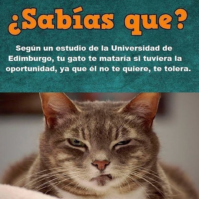  Sabias Que Seg n Un Estudio De La Universidad De Edimburgo Tu Gato