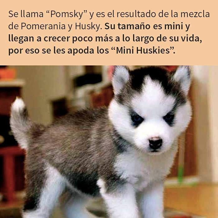 Se llama "Pomsky" y es el resultado de la mezcla de Pomerania y Husky. Su tamaño es mini y llegan a crecer poco más a lo largo de su vida, por eso se les apoda los "Mini Huskies".
