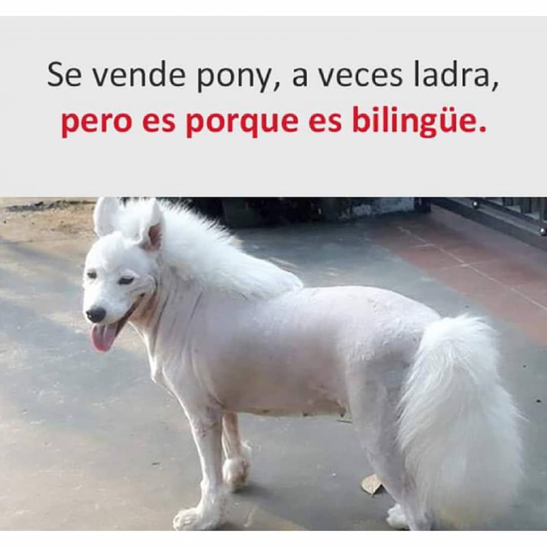 Se vende pony, a veces ladra, pero es porque es bilingüe.