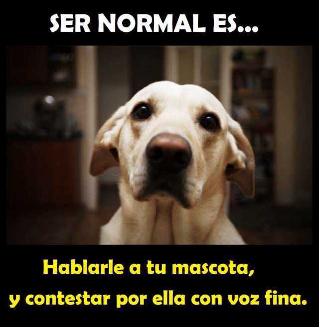 Ser normal es... Hablarle a tu mascota, y contestar por ella con voz fina.