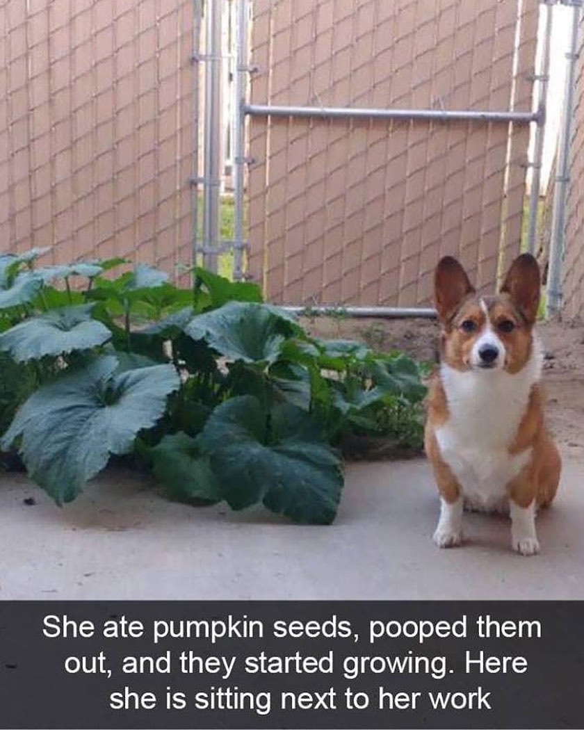 She ate pumpkin seed, pooped them out, and they started growing. Here she is sitting next to her work.