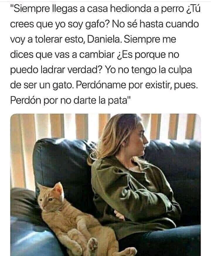 Siempre llegas a casa hedionda a perro ¿Tú crees que yo soy gafo? No sé hasta cuando voy a tolerar esto, Daniela. Siempre me dices que vas a cambiar ¿Es porque no puedo ladrar verdad? Yo no tengo la culpa de ser un gato. Perdóname por existir, pues. Perdón por no darte la pata.