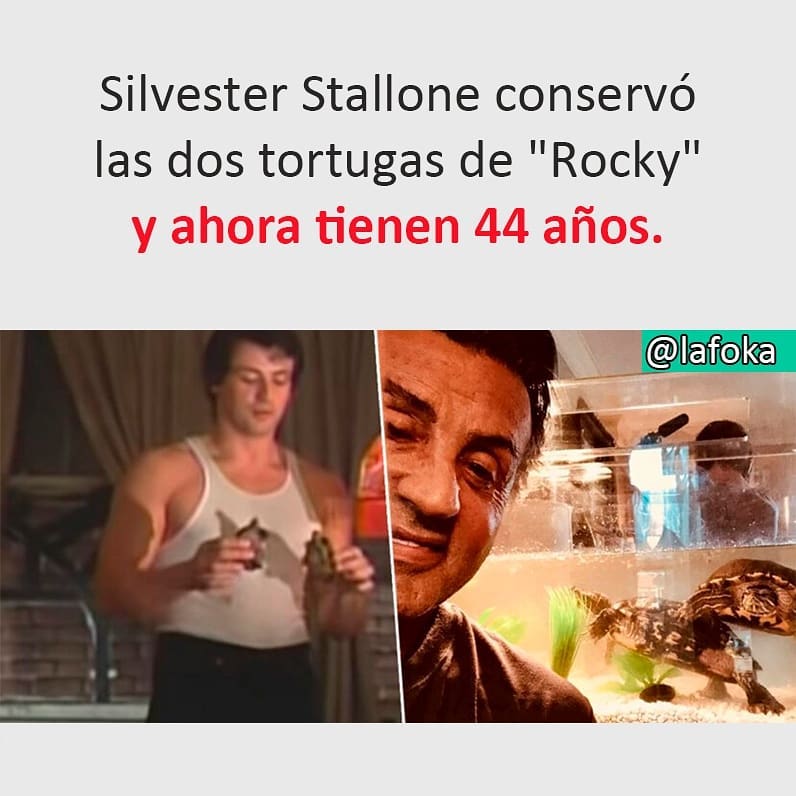 Silvester Stallone conservó las dos tortugas de "Rocky" y ahora tienen 44 años.