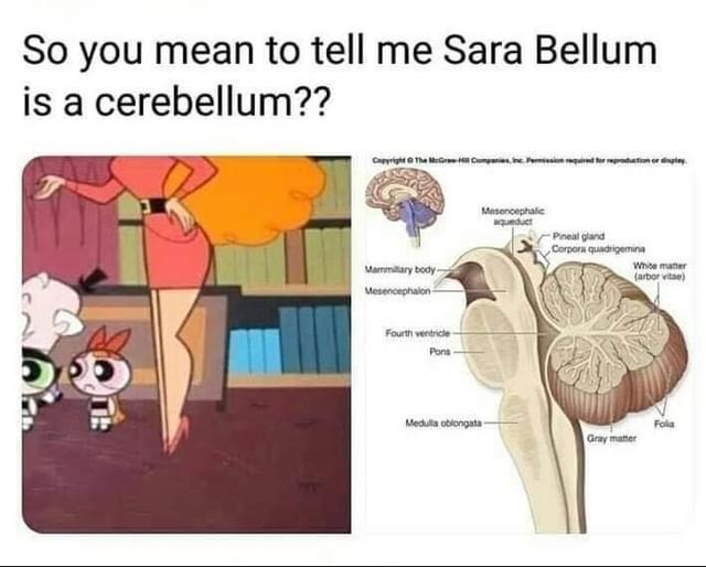 So you mean to tell me Sara Bellum is a cerebellum??