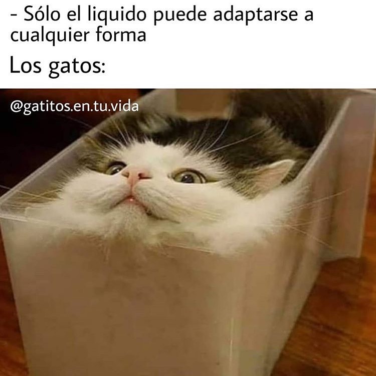 Solo el líquido puede adaptarse a cualquier forma.  Los gatos: