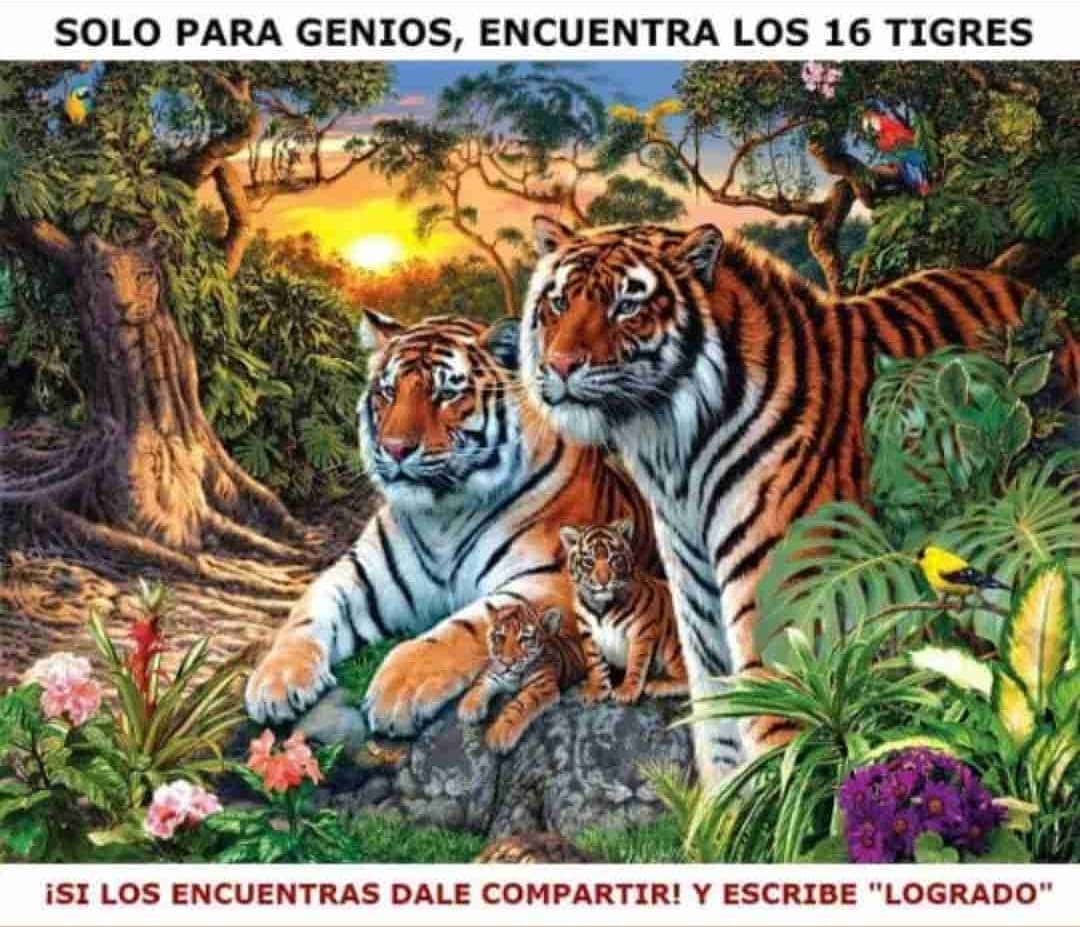 Solo para genios, encuentra los 16 tigres. ¡Si los encuentras dale compartir! y escribe "logrado".
