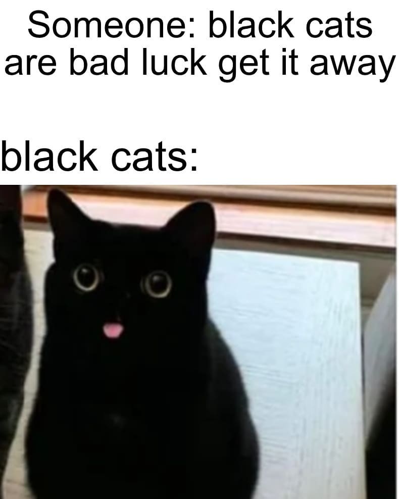 Someone black cats are bad luck get it away. Black cats Funny