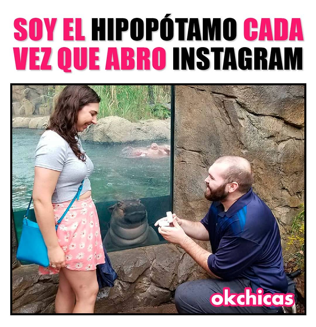 Soy el hipopótamo cada vez que abro Instagram.