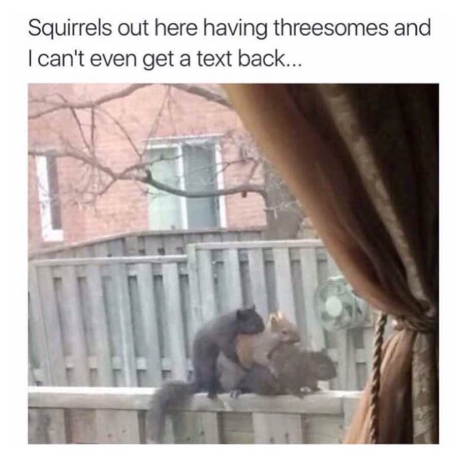 Squirrels out here having threesomes and I can't even get a text back...