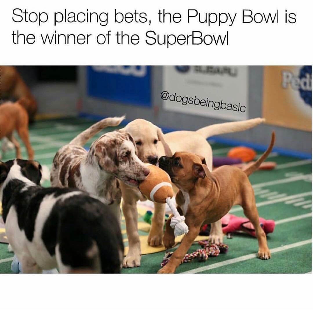 Stop placing bets, the Puppy Bowl is the winner of the SuperBowl.