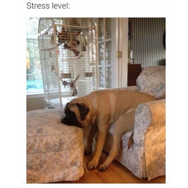 Stress level:
