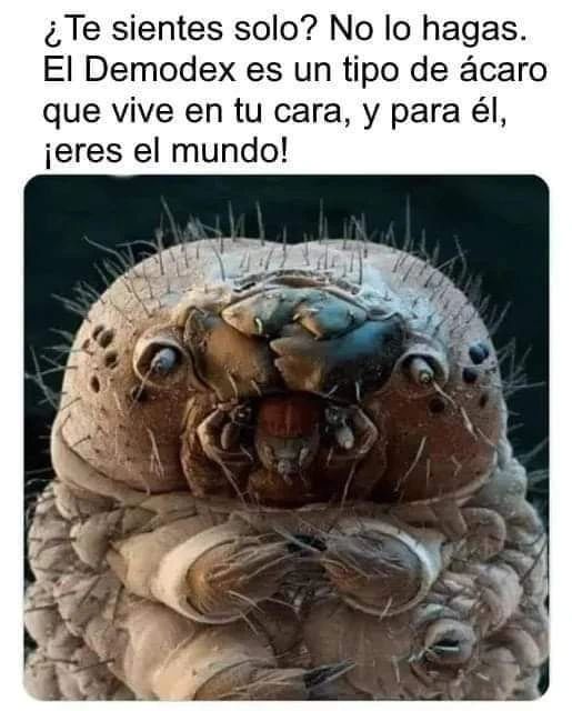 ¿Te sientes solo? No lo hagas. El Demodex es un tipo de ácaro que vive en tu cara, y para él, ¡eres el mundo!