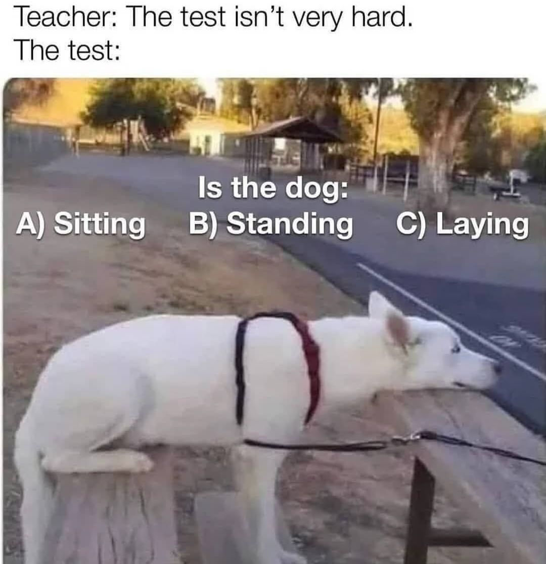 Teacher: The test isn't very hard.  The test: Is the dog: A) Sitting. B) Standing. C) Laying.