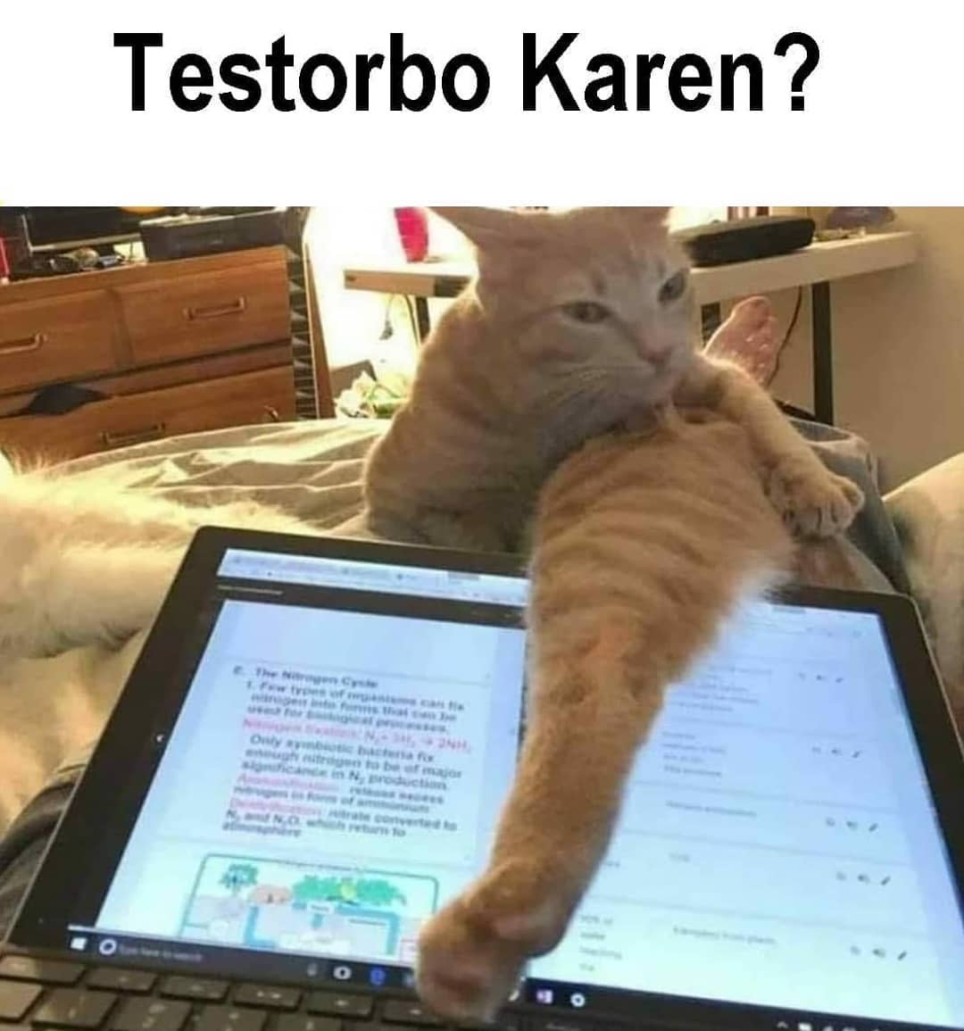 Testorbo Karen?