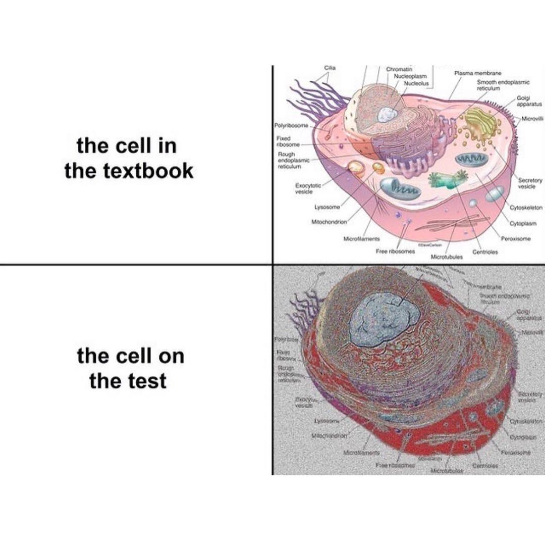 The cell in the textbook. The cell on the test.