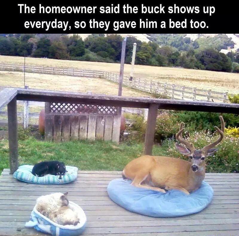 The homeowner said the buck shows up everyday, so they gave him a bed too.