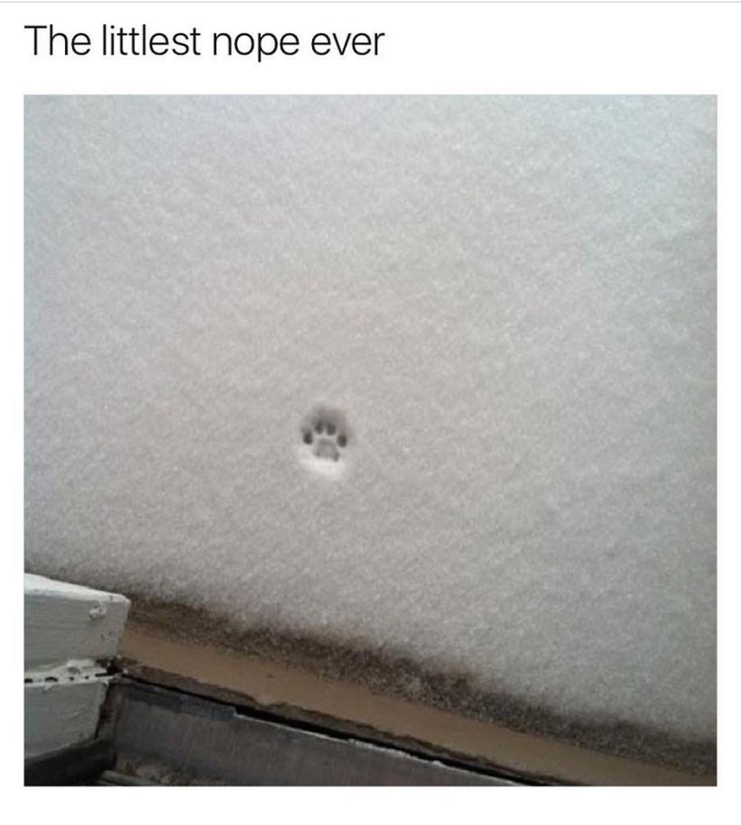 The littlest nope ever.