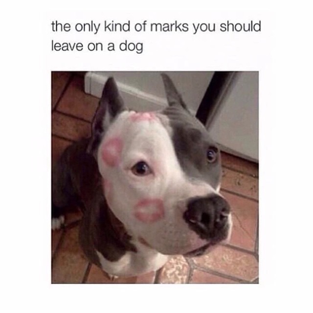 The only kind of marks you should leave on a dog.