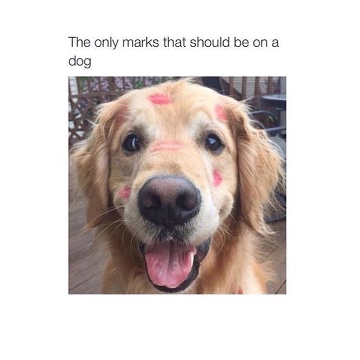 The only marks that should be on a dog. - Funny