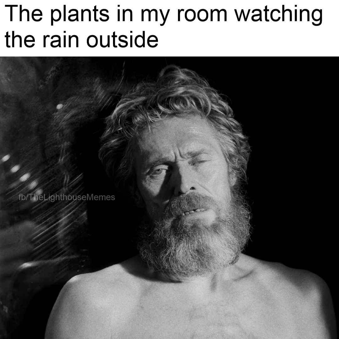 The plants in my room watching the rain outside.