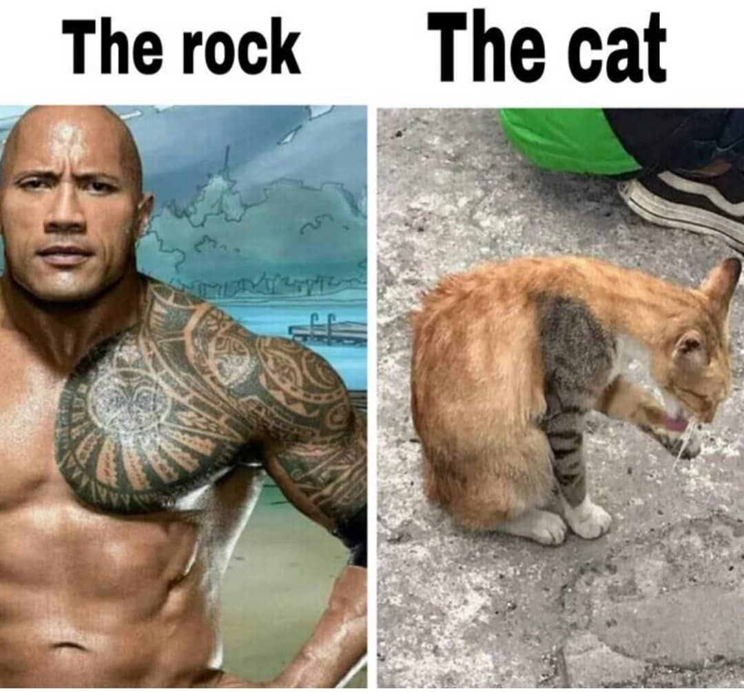 The rock. / The cat.