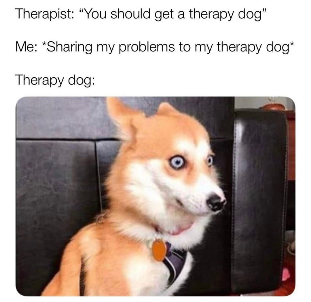 Therapist: "You should get a therapy dog." Me: *Sharing my problems to my therapy dog* Therapy dog: