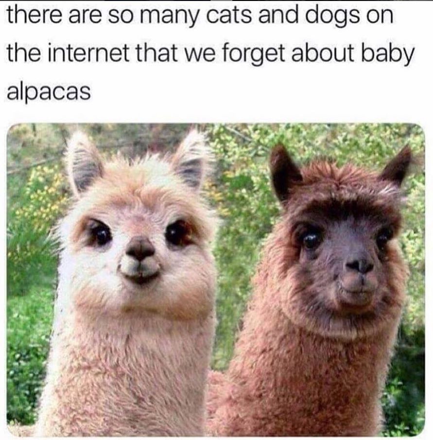 There are so many cats and dogs on the internet that we forget about baby alpacas.