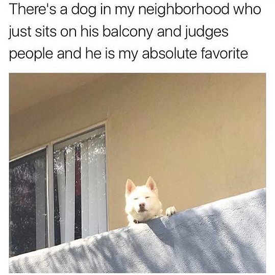 There's a dog in my neighborhood who just sits on his balcony and judges people and he is my absolute favorite.