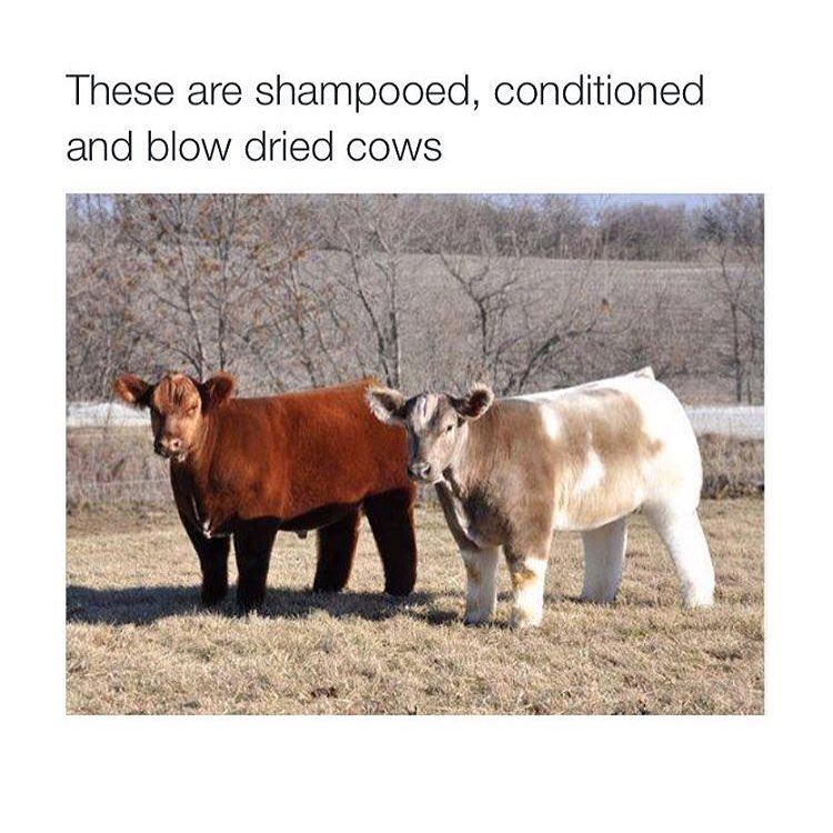 These are shampooed, conditioned and blow dried cows.