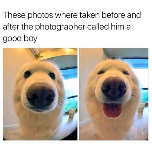 These photos where taken before and after the photographer called him a good boy.