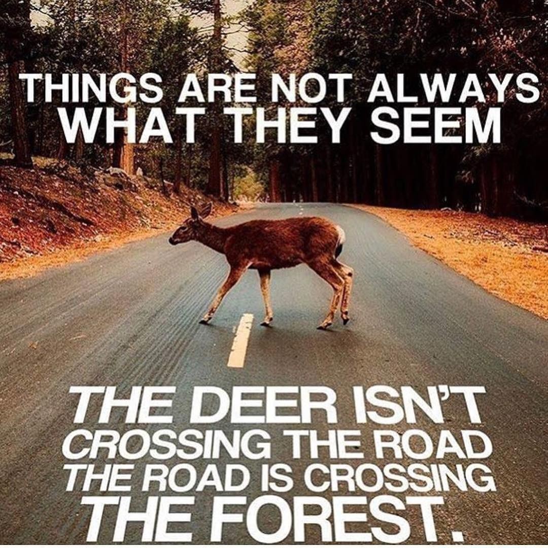 Things are not always w at they seem. The deer isn't crossing the road the road is crossing the forest.