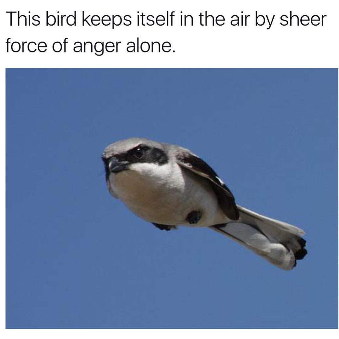This bird keeps itself in the air by sheer force of anger alone.