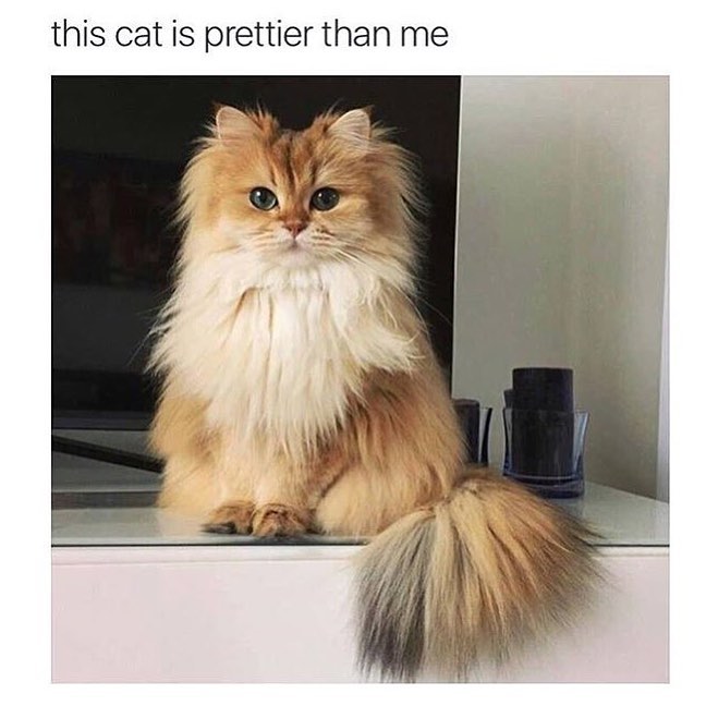 This cat is prettier than me.